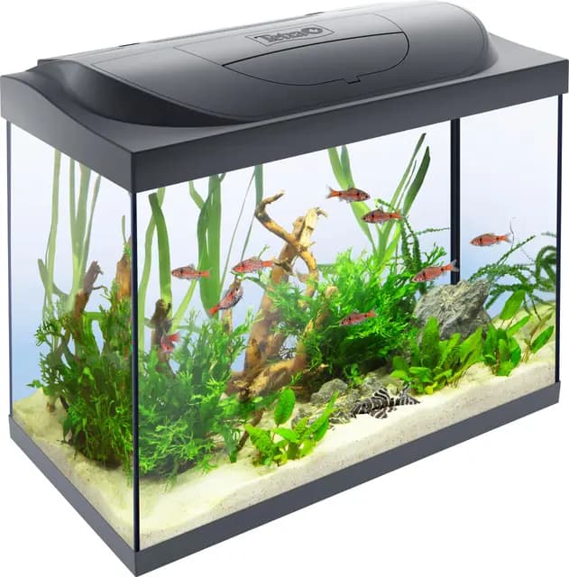Tetra Starter Line LED 80L Acuario de inicio grande, bombilla LED con modo luz diurna/nocturna