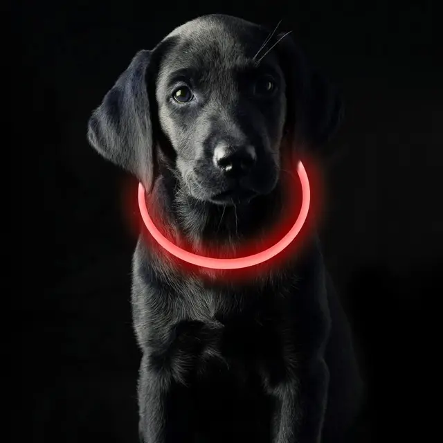 coolzon collar luminoso led perro