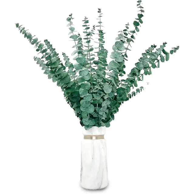 kaohong eucalipto seco 20 ramas 43cm