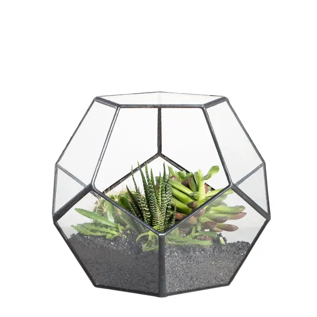 zhongpengcheng terrario dodecaedro