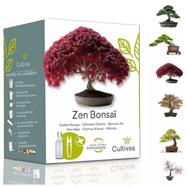 CULTIVEA® Kit de 6 Bonsái para cultivar - Jardín - Idea de regalo (Arce rojo, Cercis chino, Albizia, Cornejo kousa, Abeto de Noruega)