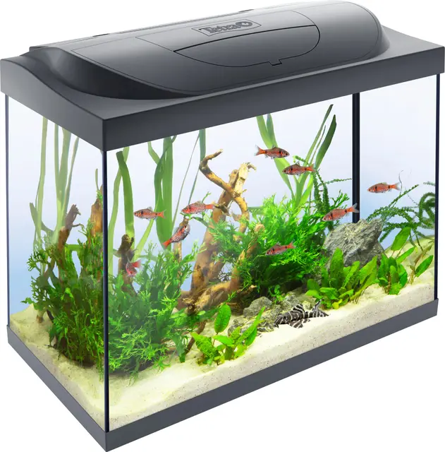 tetra starter line led 80l acuario