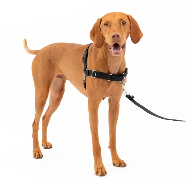 Arnés para Perros Easy Walk de PetSafe, arnés antitirones para Perros – para adiestramiento con Correa y arnés – Evita tirones y Asfixia en los Paseos – Mediano, Negro